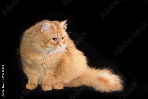 Ginger cat is sitting on black surface and looking away