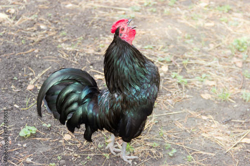 Crowing black rooster on the farm yard photo