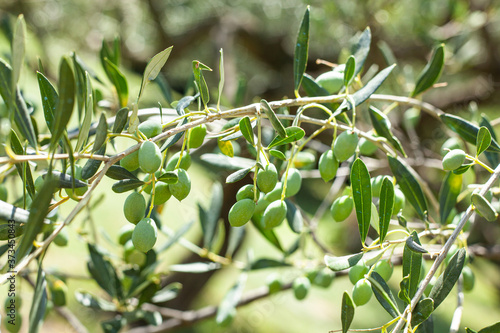 Unripe olives in August.