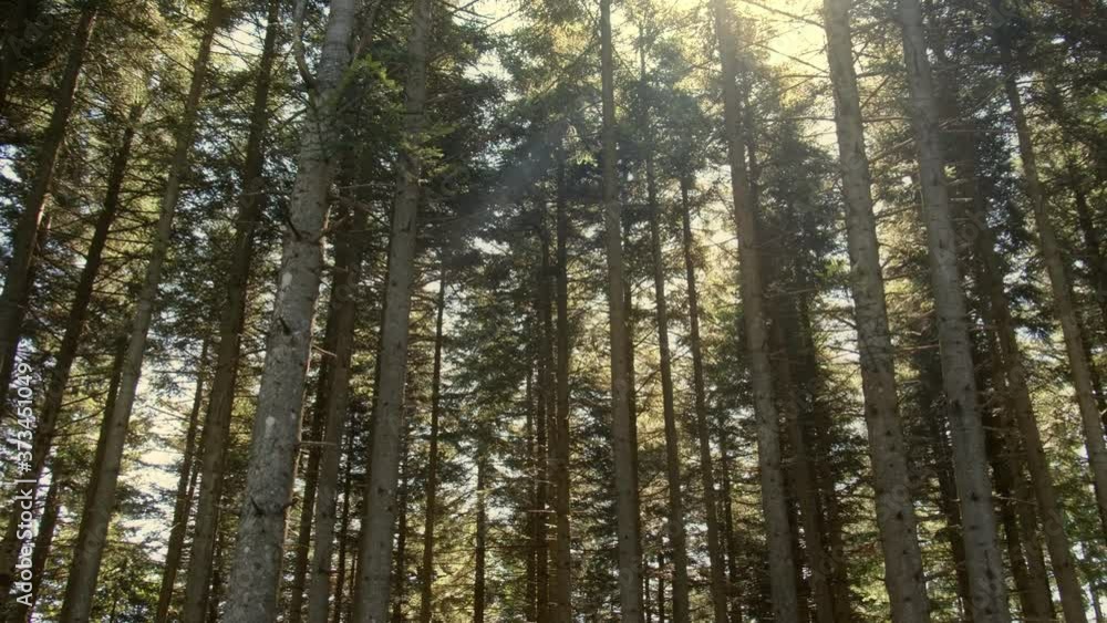 sunlight through the tall trees slim forest horizontal panning background sunlight through the tall trees slim forest horizontal panning background