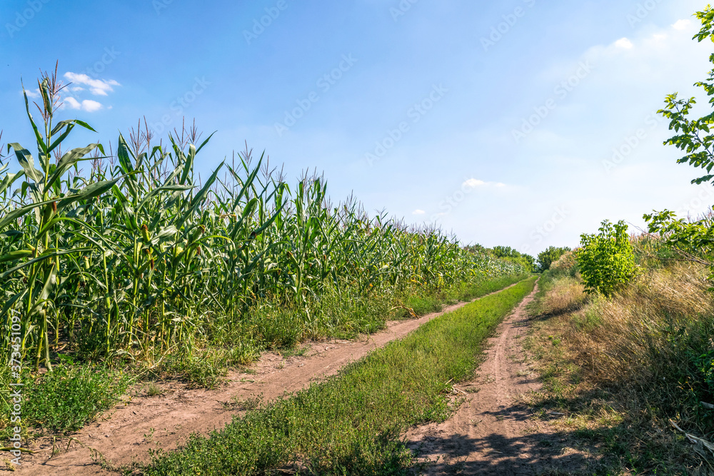 Naklejka premium Dirt road and summer cornfield 