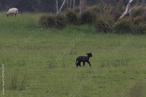 Black lamb trots through light rain in Tasmania © F&J McGinn