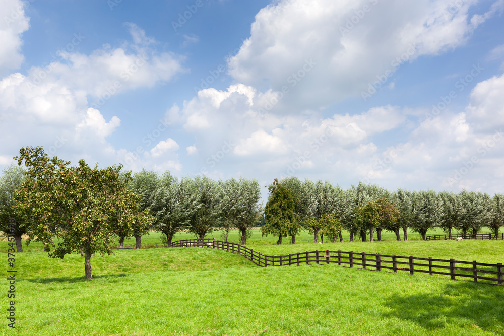 Dutch rural grass landscape with a wooden fence and a pear tree in Meerkerk in the Netherlands Dutch rural grass landscape with a wooden fence and a pear tree in Meerkerk in the Netherlands