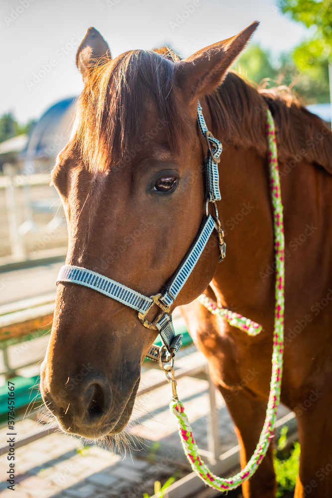 Obraz premium beautiful brown horse at the ranch. hippodrome preparing for the race. a magnificent animal in the sun.