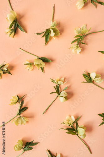 Floral composition with hellebore flowers pattern on peach salmon background. Flat lay, top view