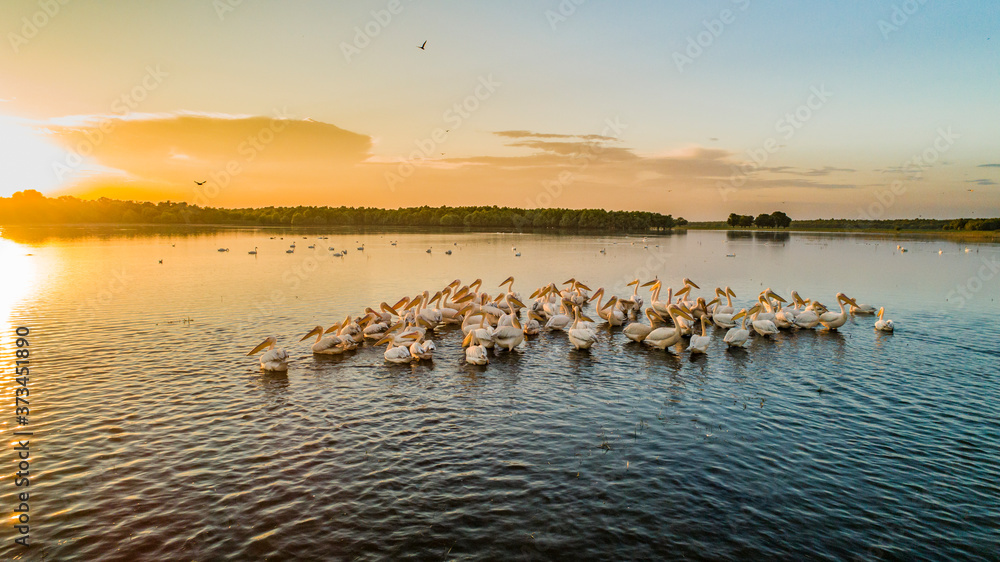 A flock of white pelicans on lake beleu, moldova during sunset