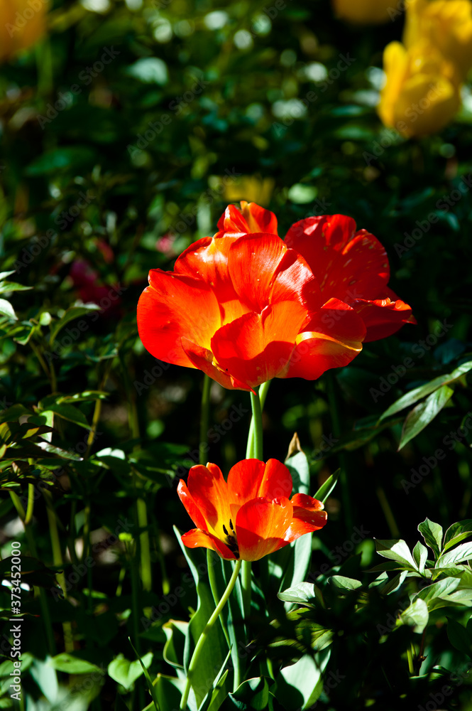 Beautiful colorful tulip flower close-up background of field and forest,spring time. Beautiful colorful tulip flower close-up background of field and forest,spring time.