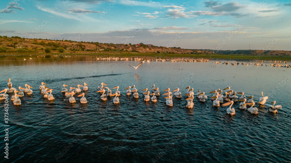 Fototapeta premium A flock of white pelicans on lake beleu, moldova during sunset