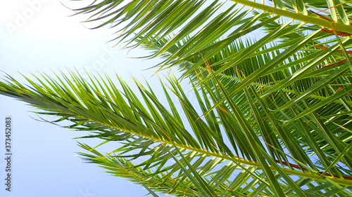 palm leaves and blue sky