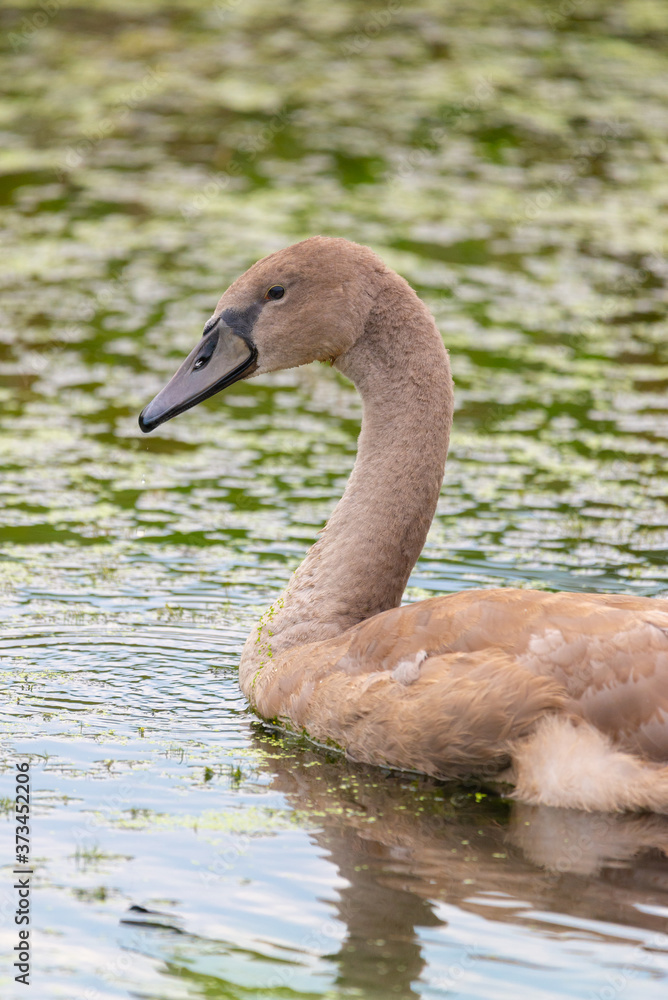 Juvenile Mute Swan, Cygnus olor on the water Juvenile Mute Swan, Cygnus olor on the water