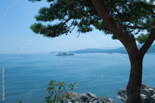 The beautiful pine tree at rock island background sea.
