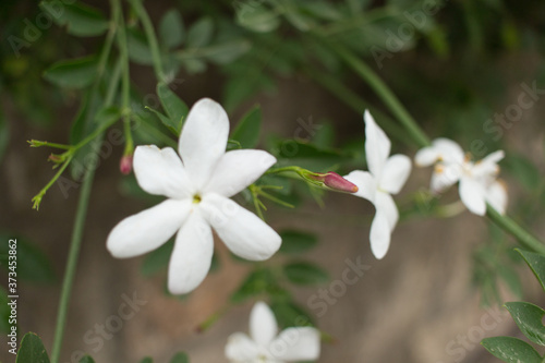 Fototapeta Naklejka Na Ścianę i Meble -  White spring flower.