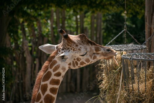 Photography Selective focus closeup shot of a giraffe while eating from hanging wire contain