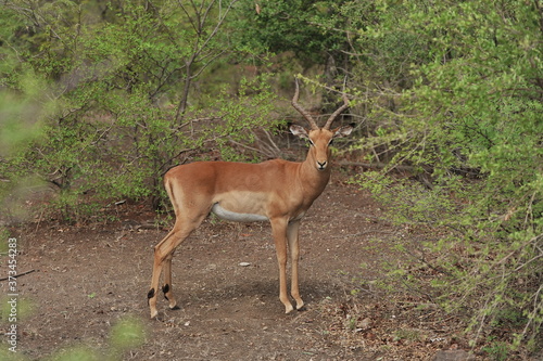 Fototapeta Naklejka Na Ścianę i Meble -  Zambia. Africa. Antelope in the savannah.