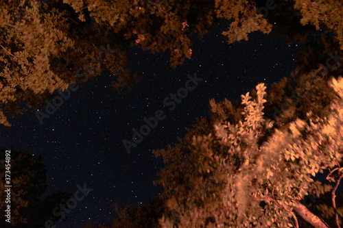 A starry, moonless night. Night starry sky in the forest. The tops of the trees stretch up, and among them is a beautiful bright starry sky. photo