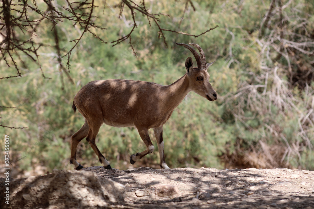 
Mountain goats of the Judean desert in Ein Gedi Park