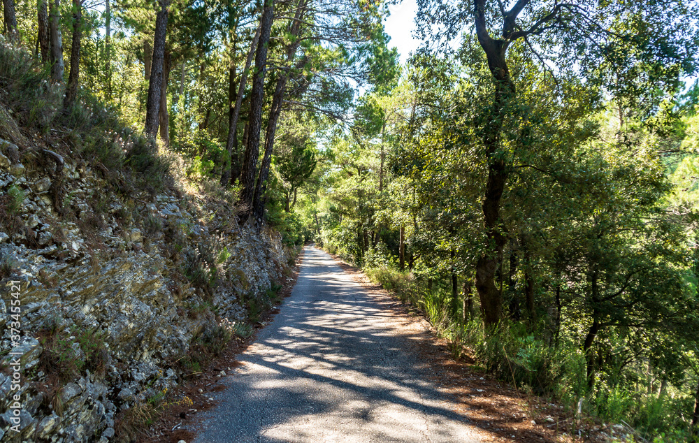 Strada dentro il bosco in estate Strada dentro il bosco in estate