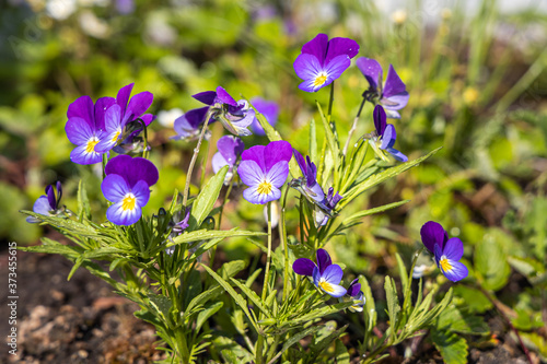 Beautiful blue and purple violet wildflowers with green leaves are in summer garden