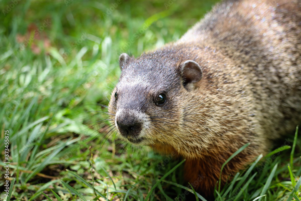 One curious groundhog One curious groundhog