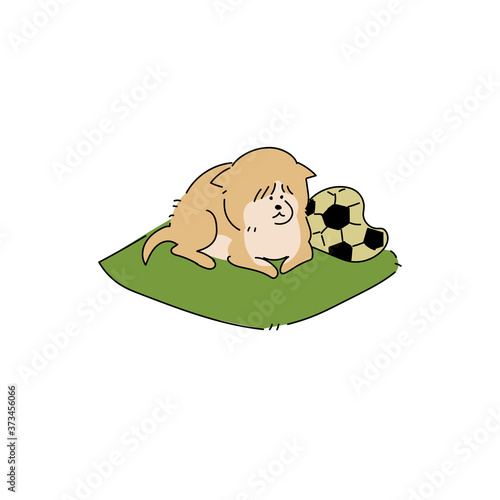 座布団で休む柴犬の老犬と古いサッカーボール