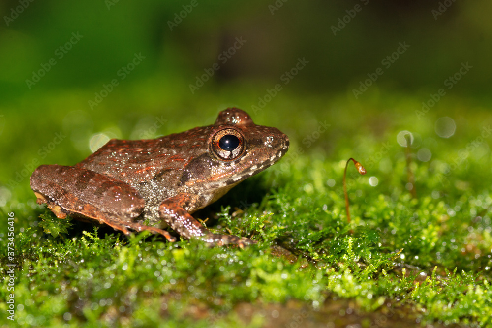 Cricket Frog on moss, Fejervarya sp., Goa, India Cricket Frog on moss, Fejervarya sp., Goa, India