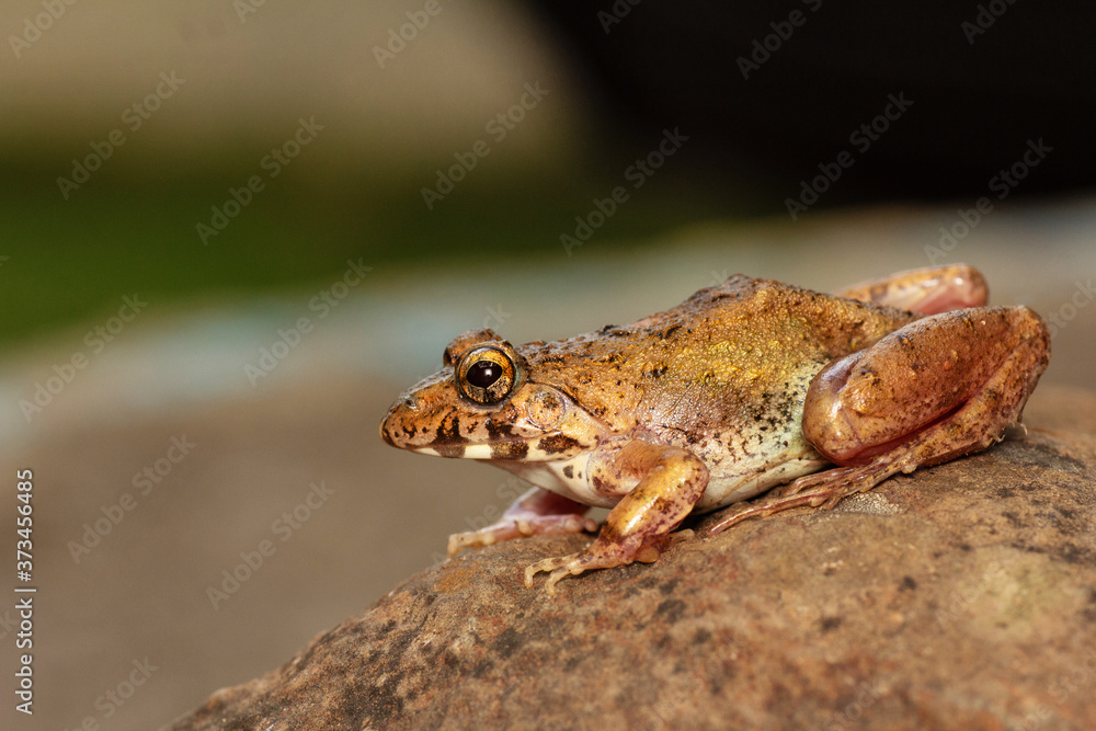 Cricket Frog on rock, Fejervarya sp., Pune, Maharashtra, India Cricket Frog on rock, Fejervarya sp., Pune, Maharashtra, India
