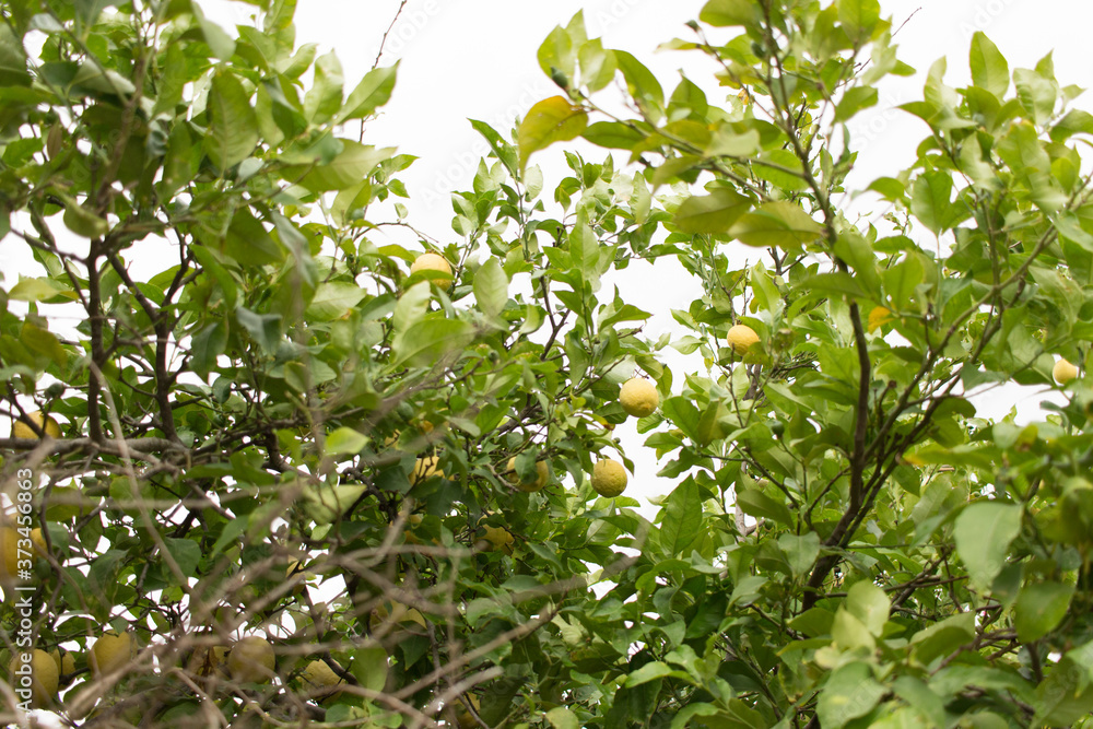 Lemon tree and lemons.