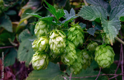 Detail of hop cones in a field of wild hops close-up.