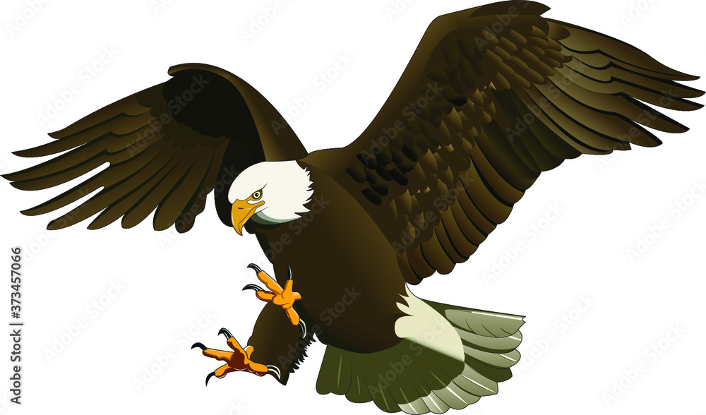 Obraz premium american bald eagle