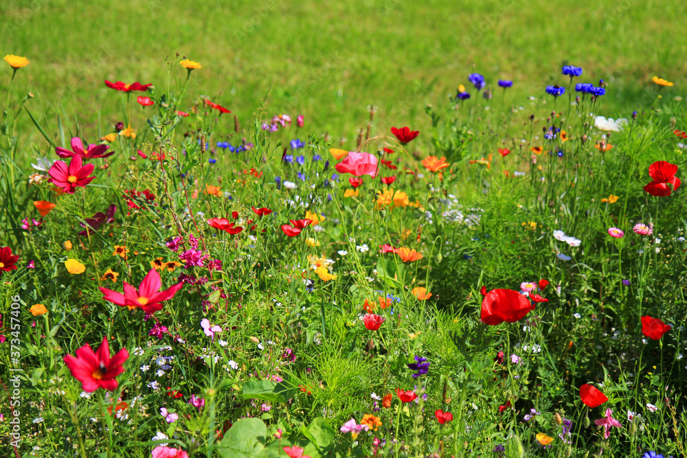 nice meadow flowers texture