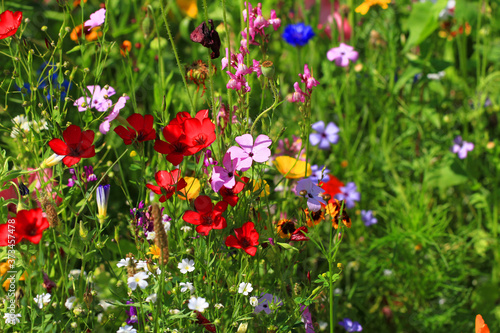 Fototapeta Naklejka Na Ścianę i Meble -  nice meadow flowers texture