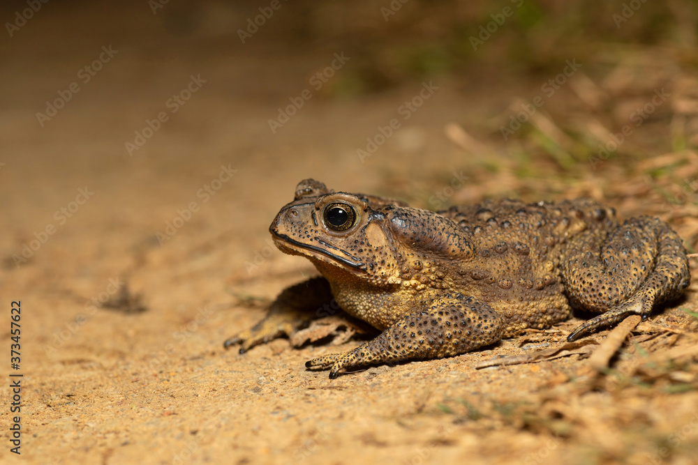 Himalayan Toad, Duttaphrynus himalayanus, Nagaland, India Himalayan Toad, Duttaphrynus himalayanus, Nagaland, India