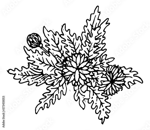 Plants and flowers. Outline hand drawing. Isolated vector object on white background. Beautiful spreading branches and leaves for the pattern. Ink.