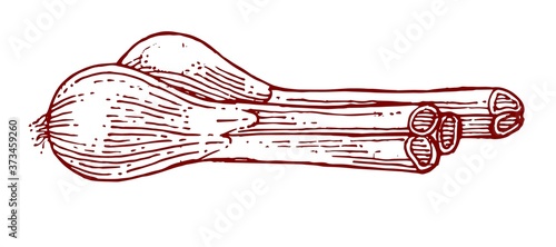 Bulb onions. Vector. Young immature onion. Fresh tender greens. Isolated object on a white background. Juicy vegetable.