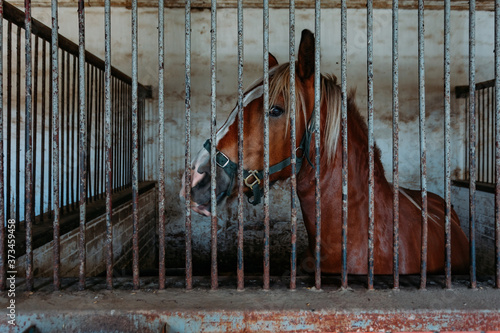 Horse in the stable behind bars, close up