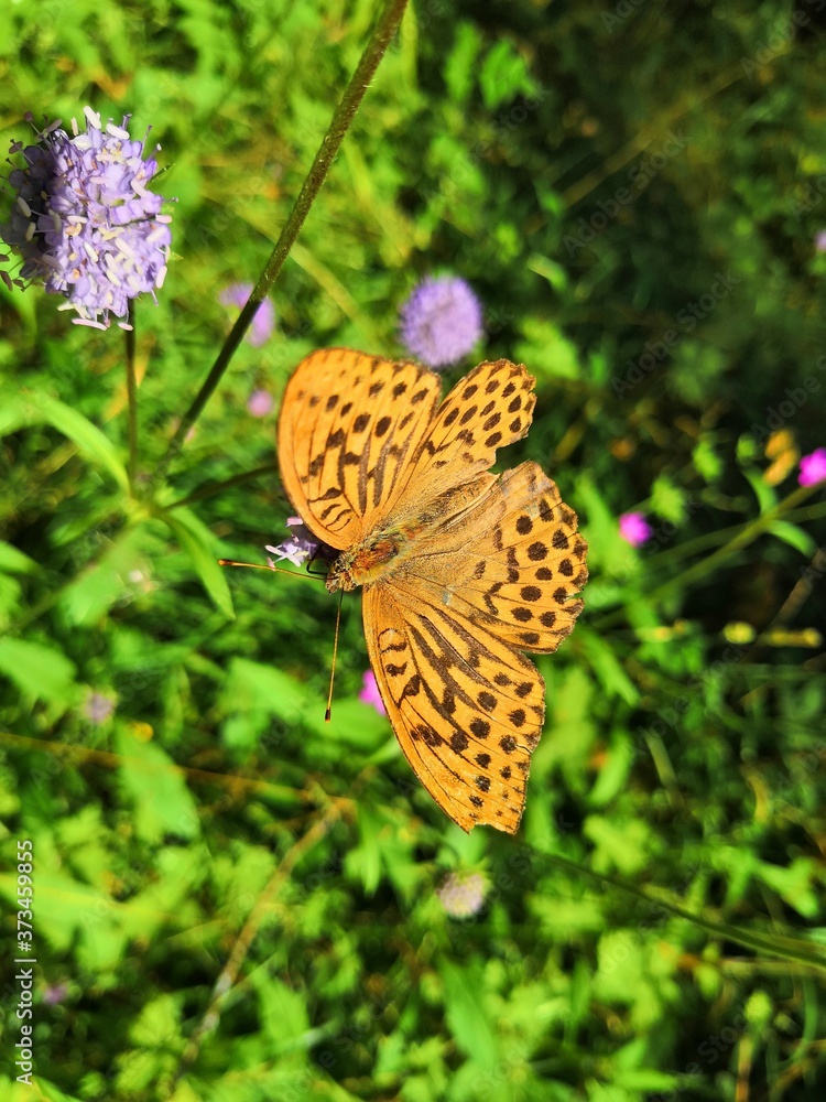 butterfly on flower butterfly on flower