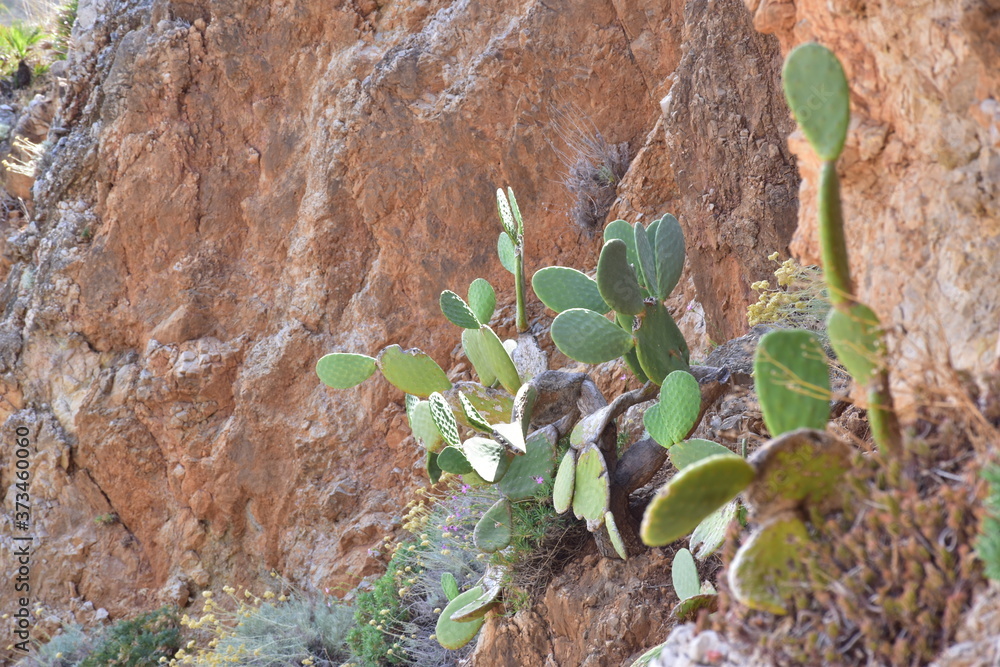 Fico D'india all'interno della riserva naturale dello Zingaro, Trapani ,Sicilia