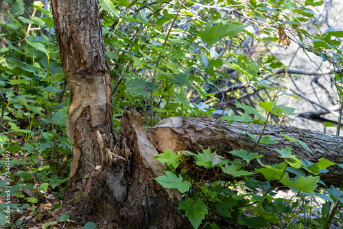 Beaver damaged tree in Canadian wilderness