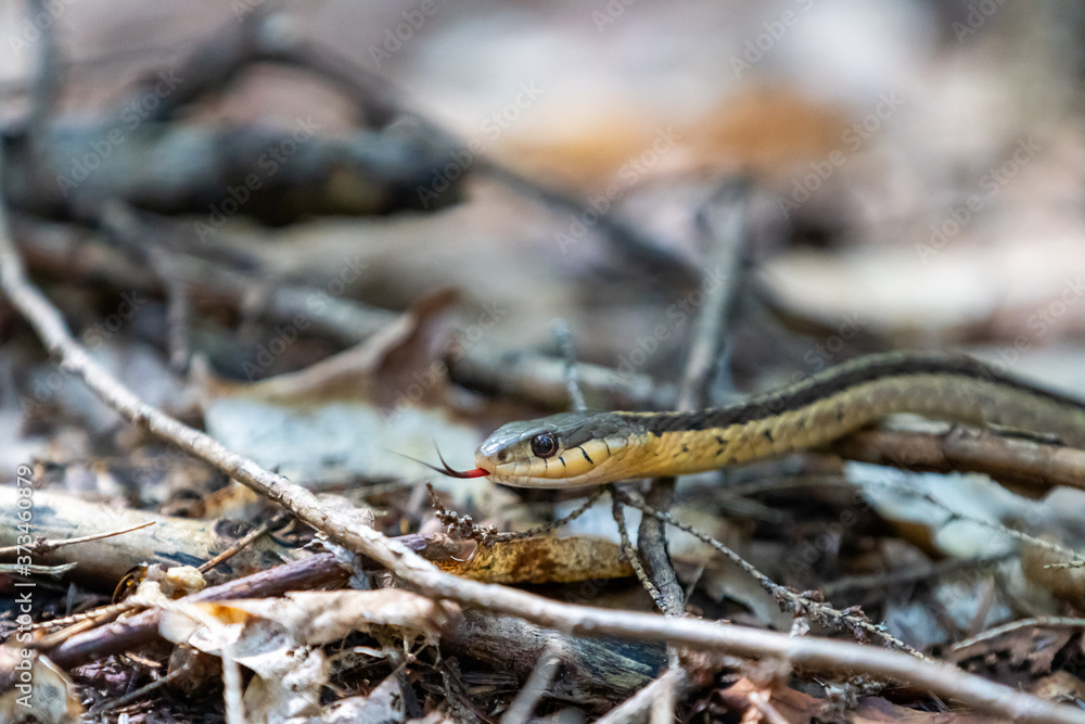 Eastern Garter Snake crawling on forest floor leaflitter with tongue showing close up Eastern Garter Snake crawling on forest floor leaflitter with tongue showing close up