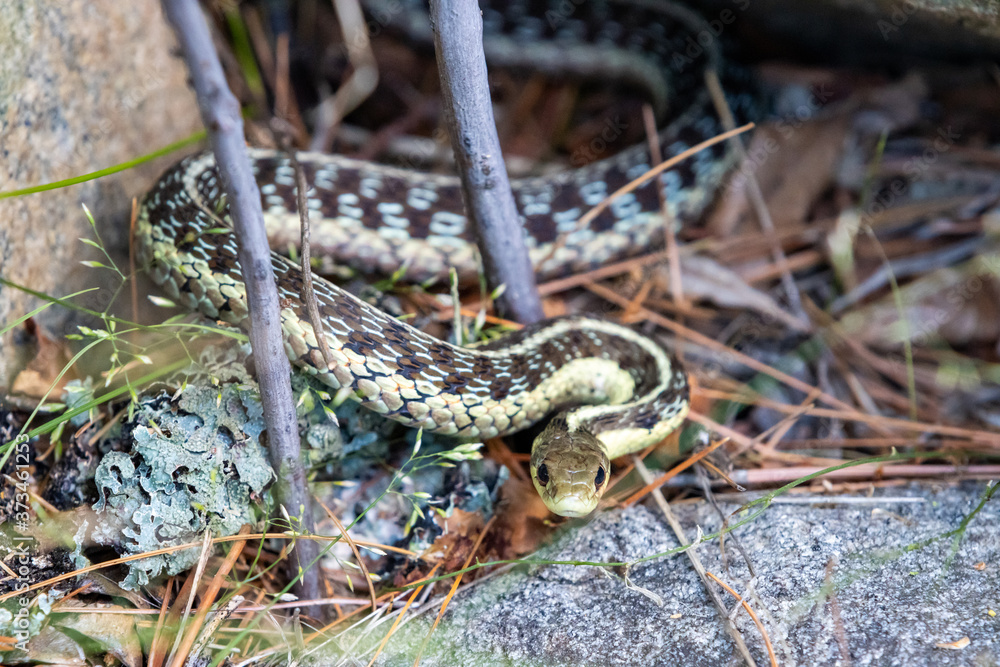 Fototapeta premium Eastern Garter Snake basking on rocky outcrop 