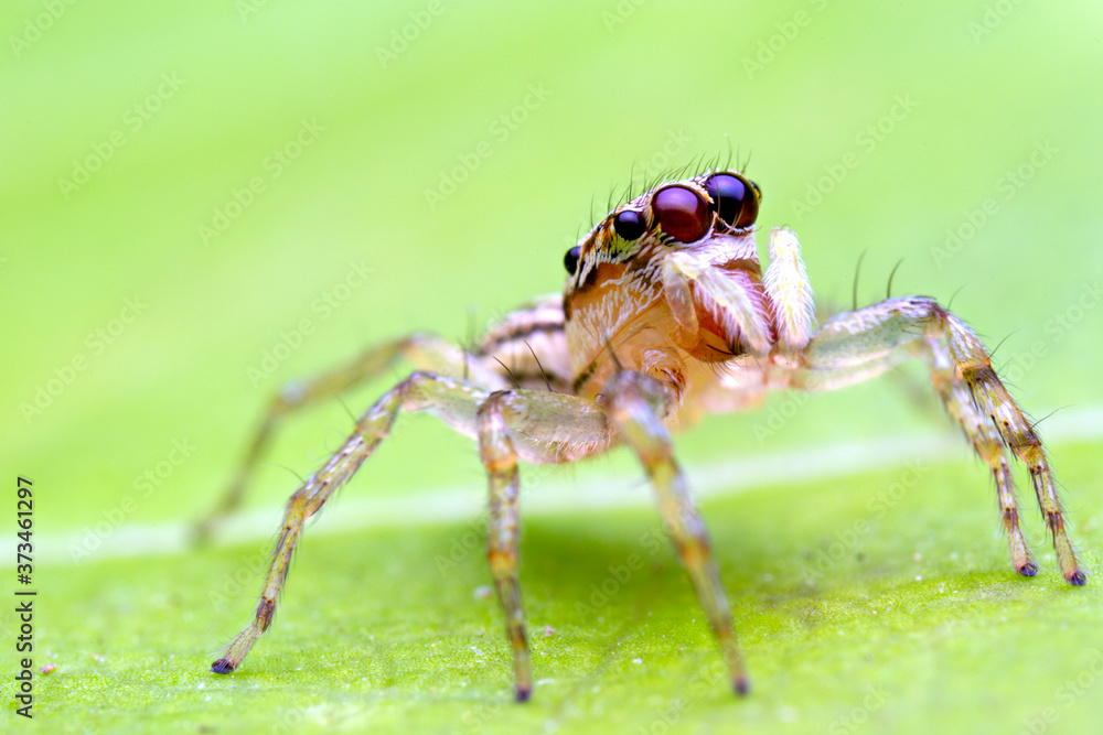 macro image of jumping spider. macro mode close up shot animal and insect. macro image of jumping spider. macro mode close up shot animal and insect.