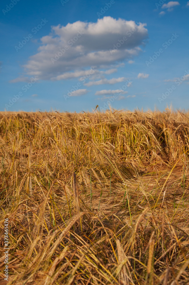 Fototapeta premium Simple field of golden wheat