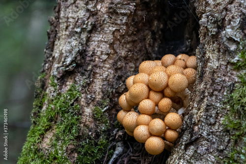 Mushrooms growing out of hollow tree along Mizzy Lake Trail © IHX