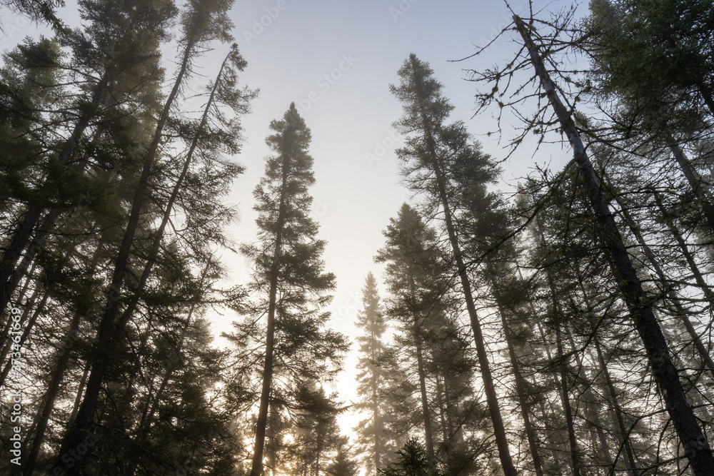 Backlit early morning misty spruce forest landscape Backlit early morning misty spruce forest landscape