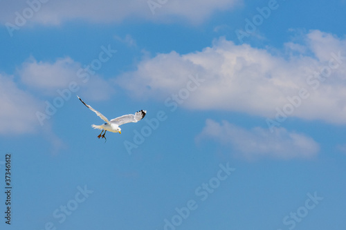 White sea gull fly above the sea