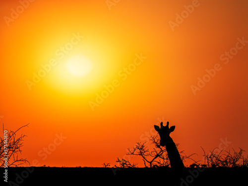 Orange sunset in South Africa landscape with silhouette of giraffe looking towards camera and some branches