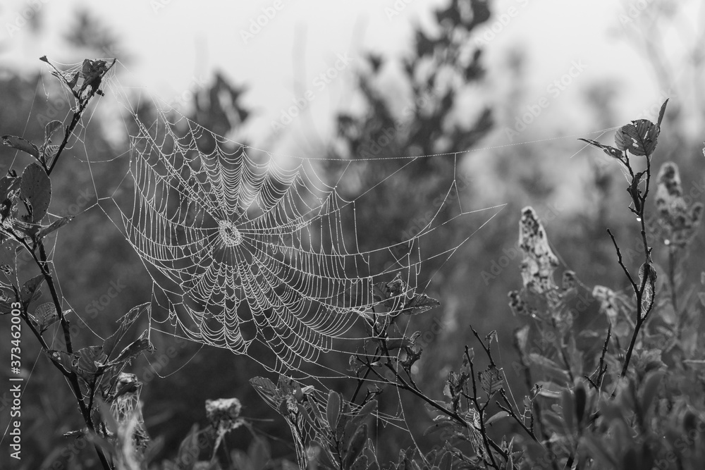Spiderweb covered in pearled morning dew over Spruce Bog landscape in monochrome