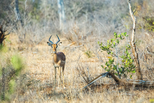 Gorgeous young Impala male, standing inbetween trees and bushes in a South African landscape. Impale looking towards camera. photo