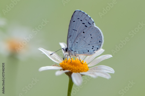 butterfly on flower © NATALYA