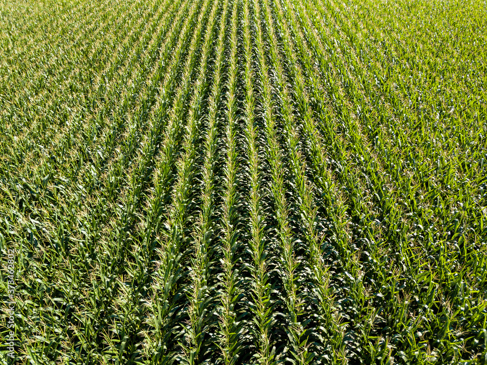 Corn field or cornfield aerial view in summer, green vegetal texture, agriculture concept Corn field or cornfield aerial view in summer, green vegetal texture, agriculture concept